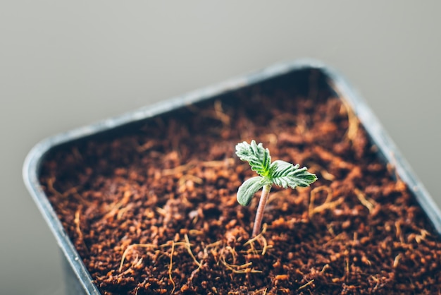 Cultivation sprout of marijuana seeds in a pot at home