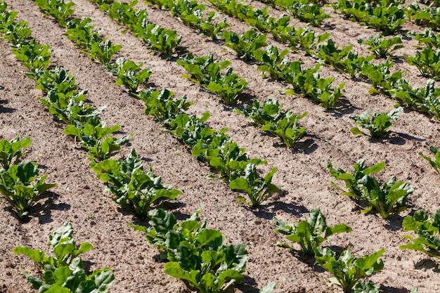 Cultivation of sugar beet for the production