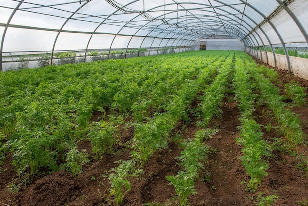 Cultivation of vegetables in greenhouses