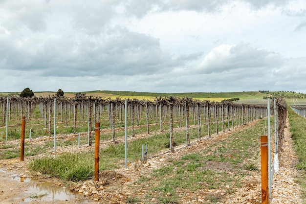 Cultivation of a vineyard responsible and efficient planting with drip irrigation