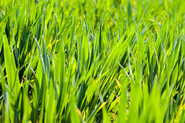 cultivation of  wheat