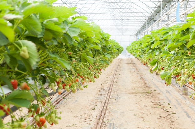 Culture in a greenhouse strawberry and strawberries