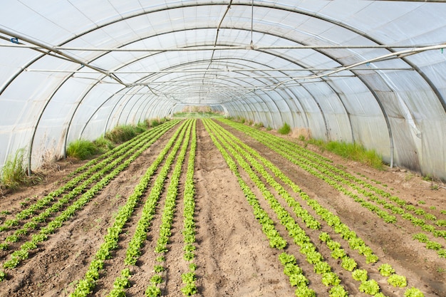 Culture of organic salad in greenhouses