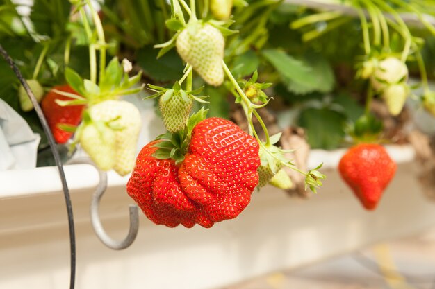 Cultuur in een broeikasaardbei en aardbeien