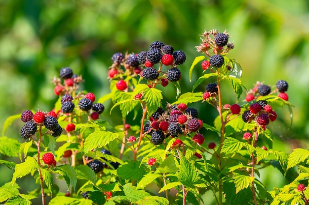 Cumberland frambozenstruik met veel bessen tijdens de rijping