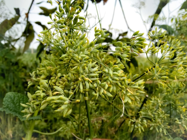 クミン（Cuminum cyminum）は、パセリ科の一年生植物であるクミンも綴っています。