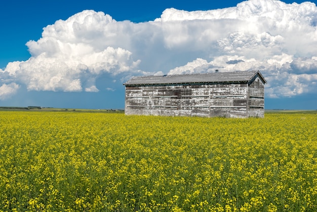 Cumulonimbus-onweerswolken over een oude korrelbak en een canolagebied in volledige bloei in Canada