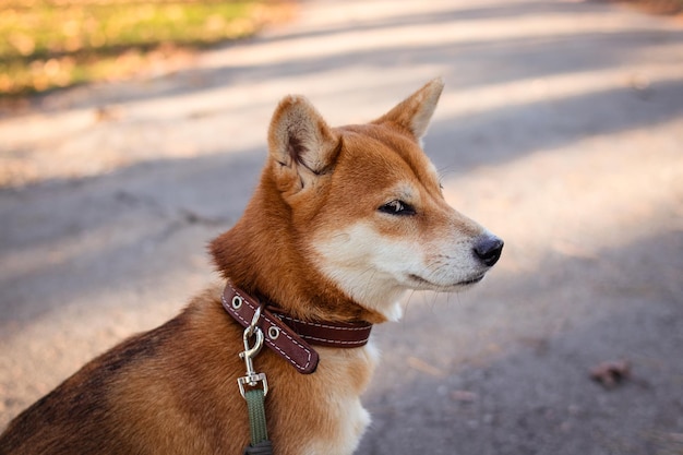 교활한 일본 Shiba Inu 품종 개. 아름다운 빨간 개는 교활해 보인다.