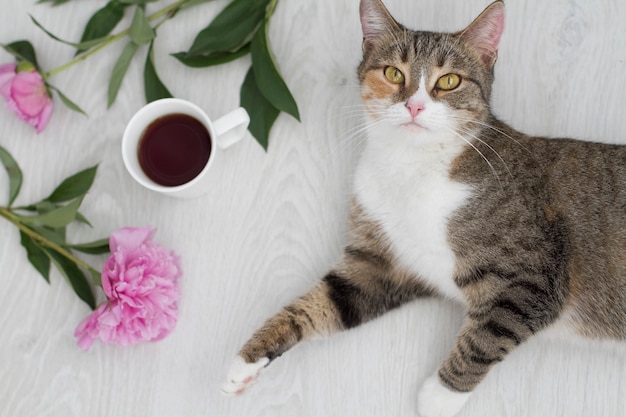 Cup of black coffee and peony and cat on white 
