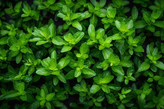 お茶のハーブの背景にお茶を一杯