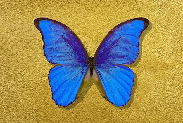 Foto una tazza di tè con un fiore viola dentro.