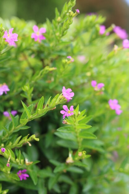 メキシコハナヤナギ、Cupheahyssopifolia。美しい自然の花の背景と壁紙