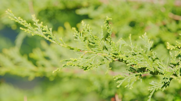 Cupressaceae famiily thuja trees branches of tree swaying in the wind rack focus