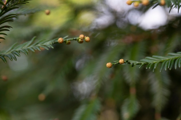 Cupressus macrocarpa of hesperocyparis macrocarpa monterey cipres