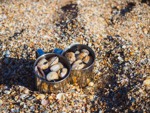 Cups with shells on the seashore on the shell bay of the Azov Sea