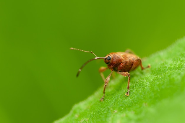 写真 curculio elephas