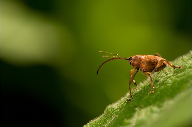 Curculio Elephas