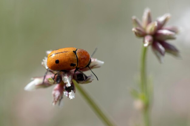 ゾウムシとゾウムシとして知られているゾウムシ科は草食性のカブトムシの家族です