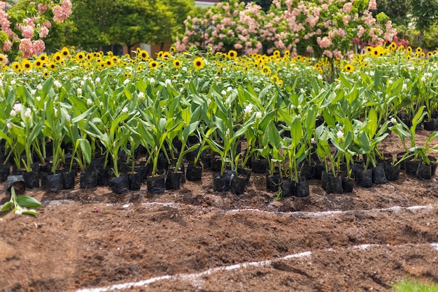 Curcuma flowers planting in the city park