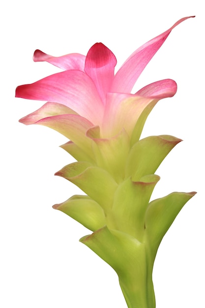 Curcuma mangga Valeton Zijp flower Isolated on white background and clipping path