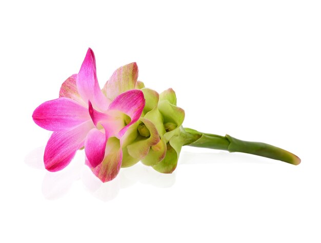 Curcuma sessilis flower isolate on white background.