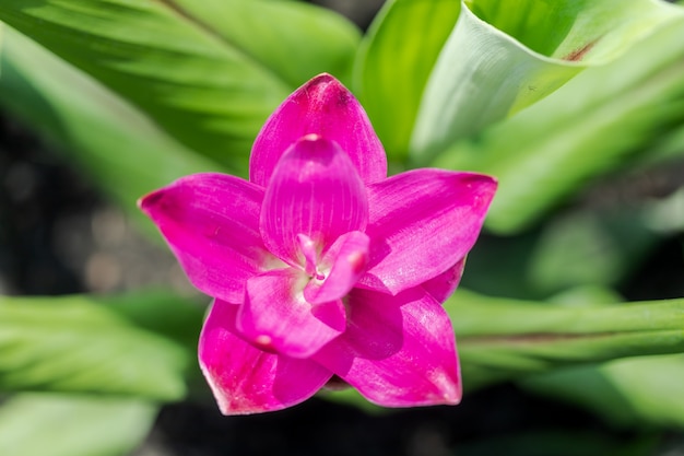 Curcuma Zanthorrhiza (Siam Tulip Curcuma Alismatifolia) witte bloem in de natuur en in de tuin