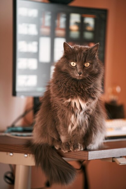 Curios binnenlandse grijze kat zit op het bureau met een computerscherm erachter Thuis op afstand werken met huisdieren in de buurt Concept van hybride werk