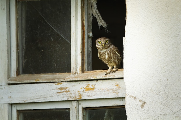 Curiosumuiluil die in venster met gebroken glas van een oud verwoest huis zit