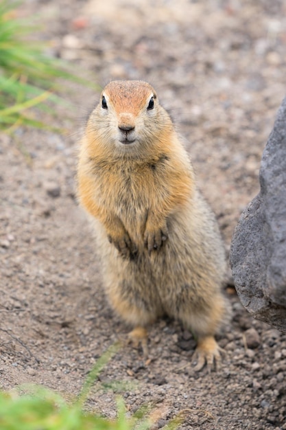 Curious arctic ground squirrel animal stands on its hind legs
and carefully looking at camera