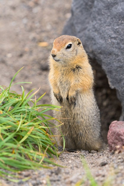 捕食性の獣の顎に落ちないように注意深く見ている好奇心旺盛なホッキョクジリス...