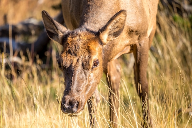 Photo curious baby elk grazing in the yellowstone national park