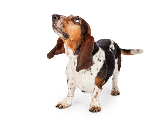 Curious Basset Hound Dog Looking Up