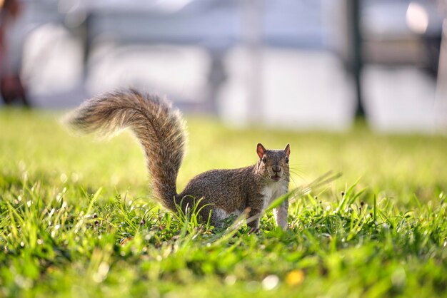 Curious beautiful wild gray squirrel looking up on green grass\
in summer town park