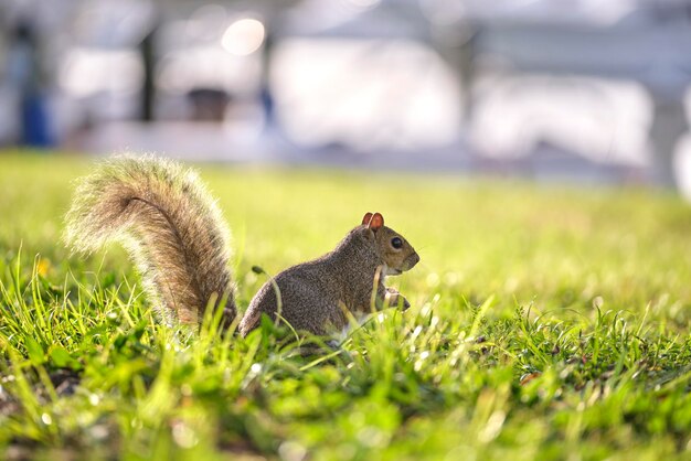 Curious beautiful wild gray squirrel looking up on green grass in summer town park