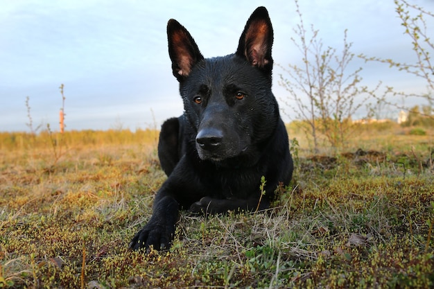 Curious black Dutch Shepherd dog looking at camera