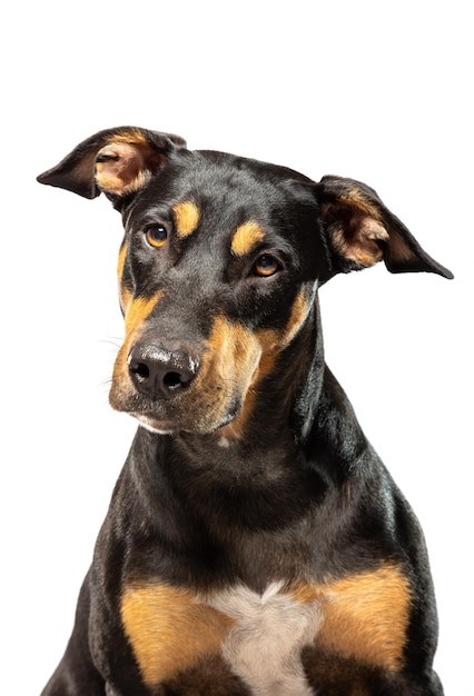 奇妙な黒と茶色の犬が平らな白い背景にポーズをとっている