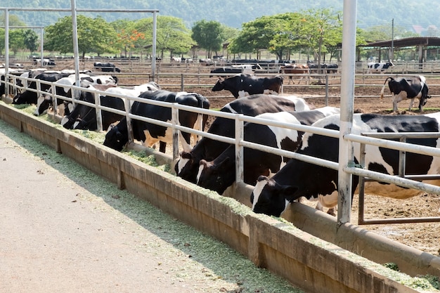 Curiosa mucca holstein in bianco e nero