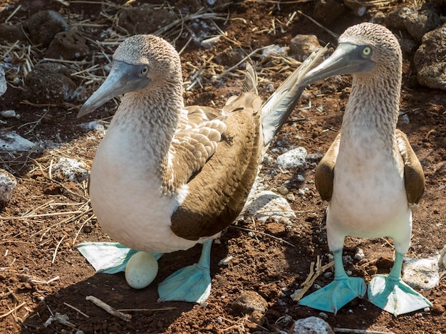 Curious blue footed booby seabirds on Galapagos