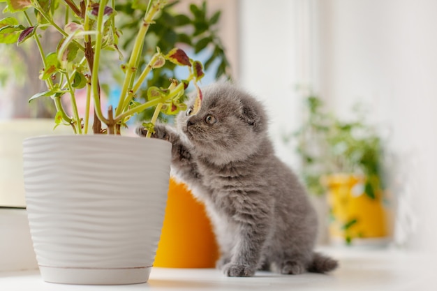 A curious British kitten sits on the windowsill and looks into a pot with a flower that stands next to it.