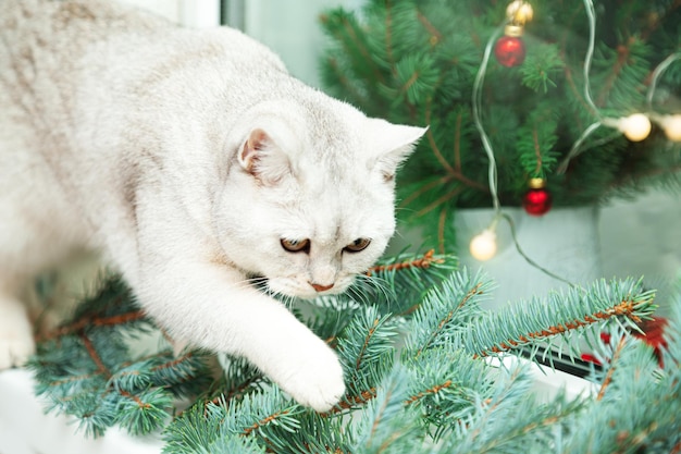 호기심 많은 영국 흰 고양이가 전나무 가지를 킁킁거립니다. 창턱에 크리스마스와 새해 장식.
