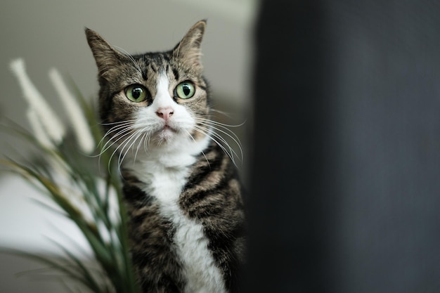 窓の外を見ている好奇心旺盛な猫