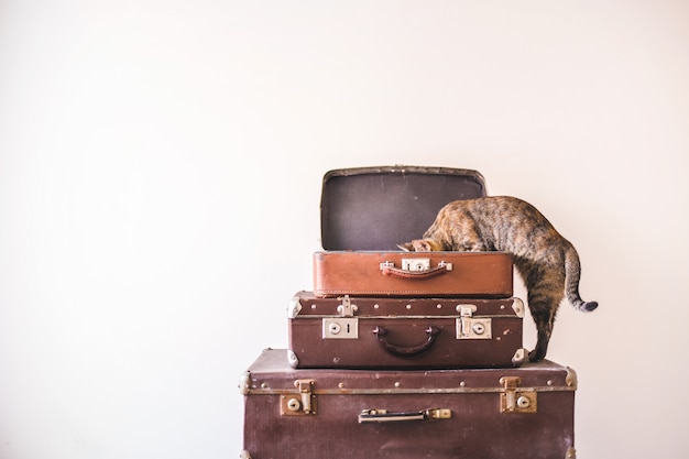 好奇心の強い猫は 明るい壁を背景にヴィンテージのスーツケースに座っています 素朴なレトロスタイル プレミアム写真