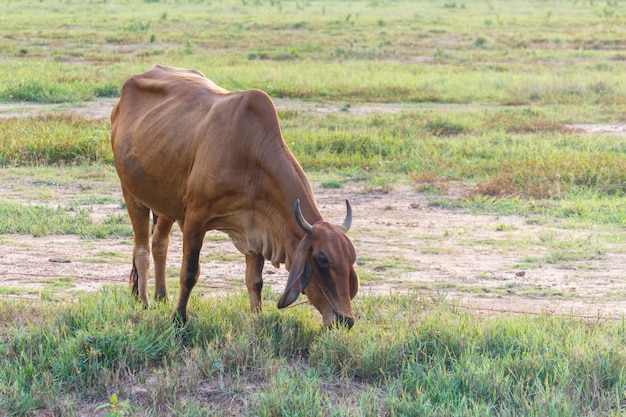 写真 フィールドで好奇心cow盛な牛。