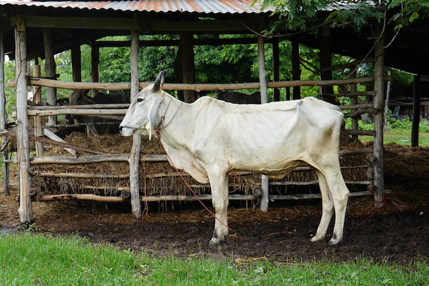 Curious cow eating grass at field
