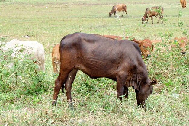 Photo curious cow at the field.