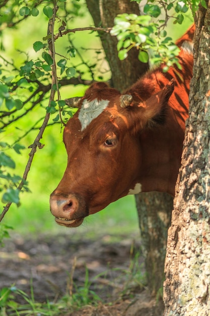 curious cow