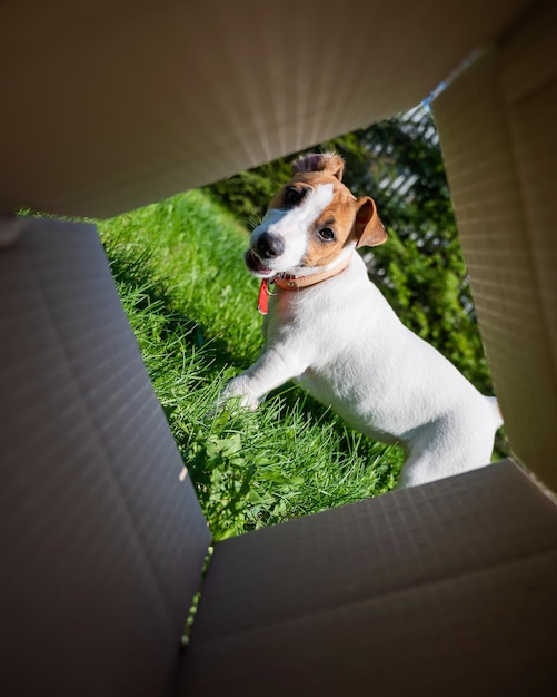 A curious dog is looking at something inside a cardboard box in a park Puppy Jack Russell Terrier peeks into a box outdoors View from the bottom