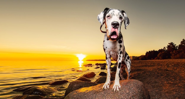 Curious dog leaning on stone and looking at camera on beach