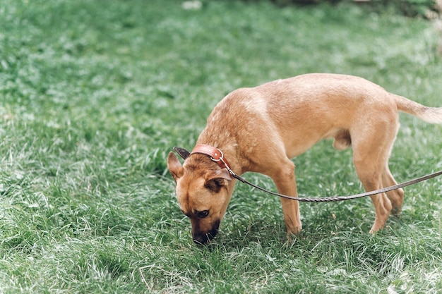 Curious dog looking for something in the grass cute brown dog
outdoors searching concept