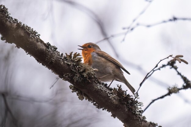 Фото Любопытная европейская малиновка erithacus rubecula или красногрудая малиновка поет на ветке